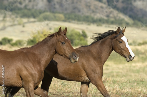 Running horses © outdoorsman
