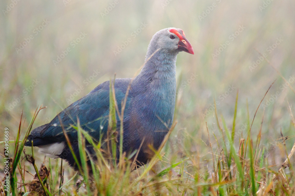 Purple Swamphen Porphyrio porphyrio Purple Swamphen Porphyrio porphyrio