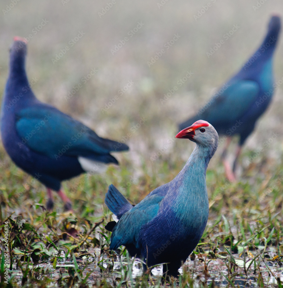 Three Purple Swamphens Porphyrio porphyrio Three Purple Swamphens Porphyrio porphyrio