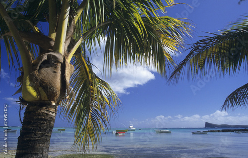 Palm treeb trunk at Bain Beauf beach photo