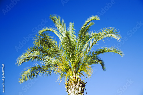 single tropical palm on a b...