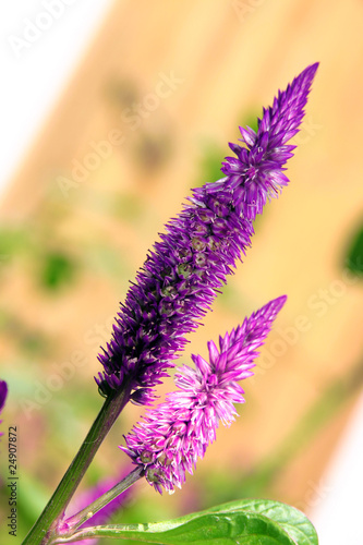 purple decorative  flower on a blurred background