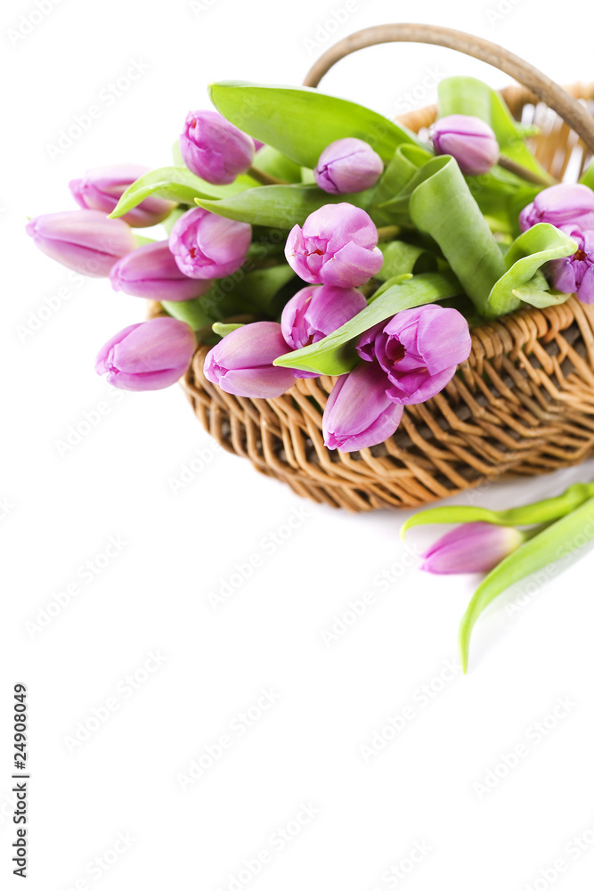 Obraz premium fresh tulips