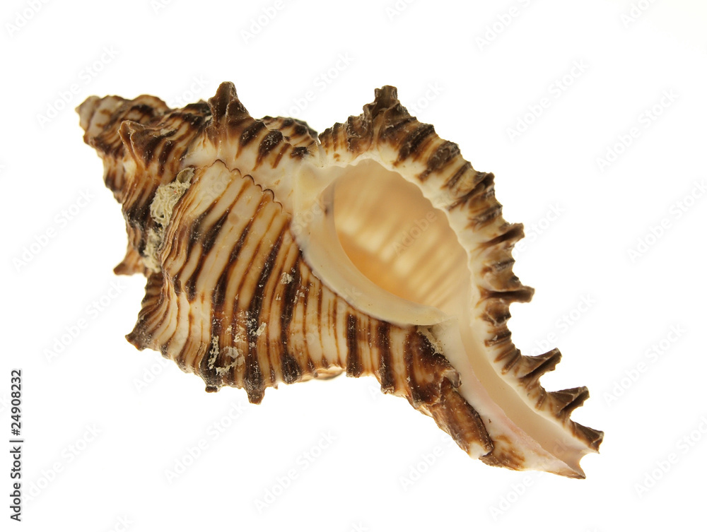 Sea shell isolated on white background Sea shell isolated on white background