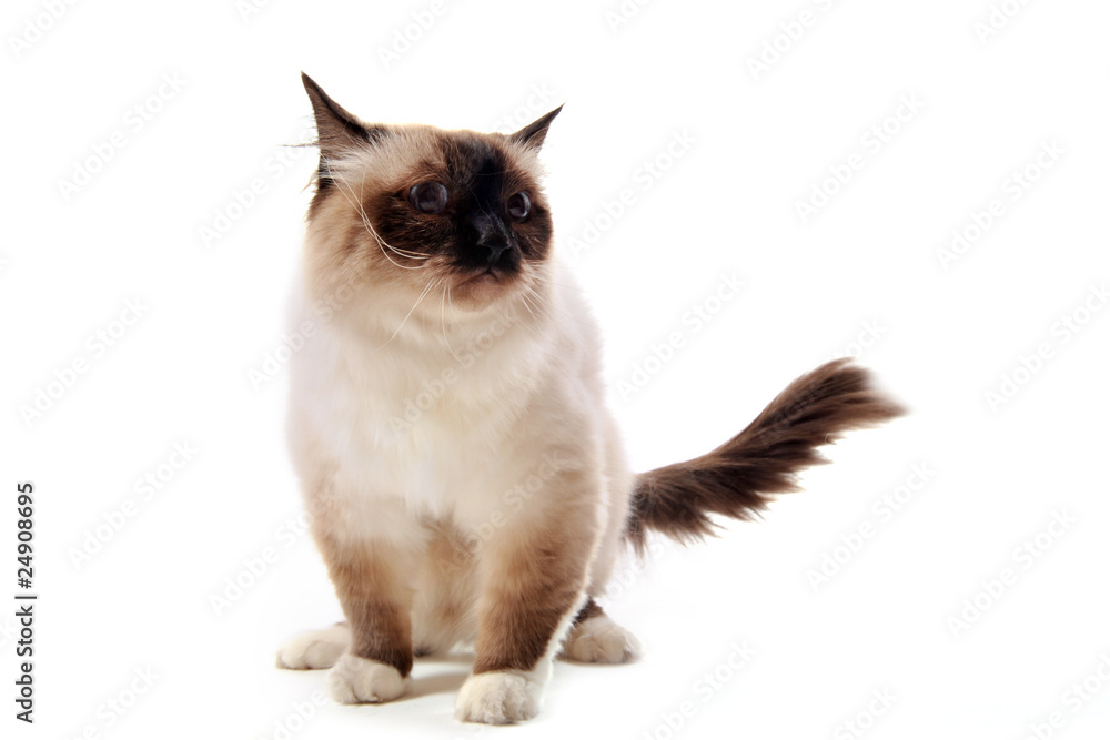 birman cat