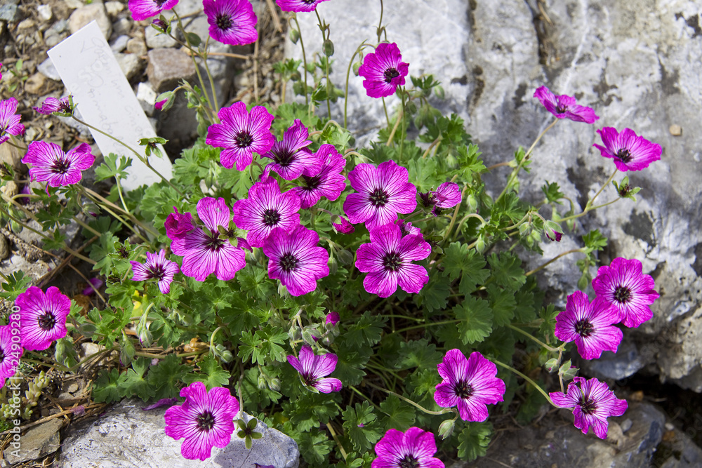 Obraz premium Alpenblumen