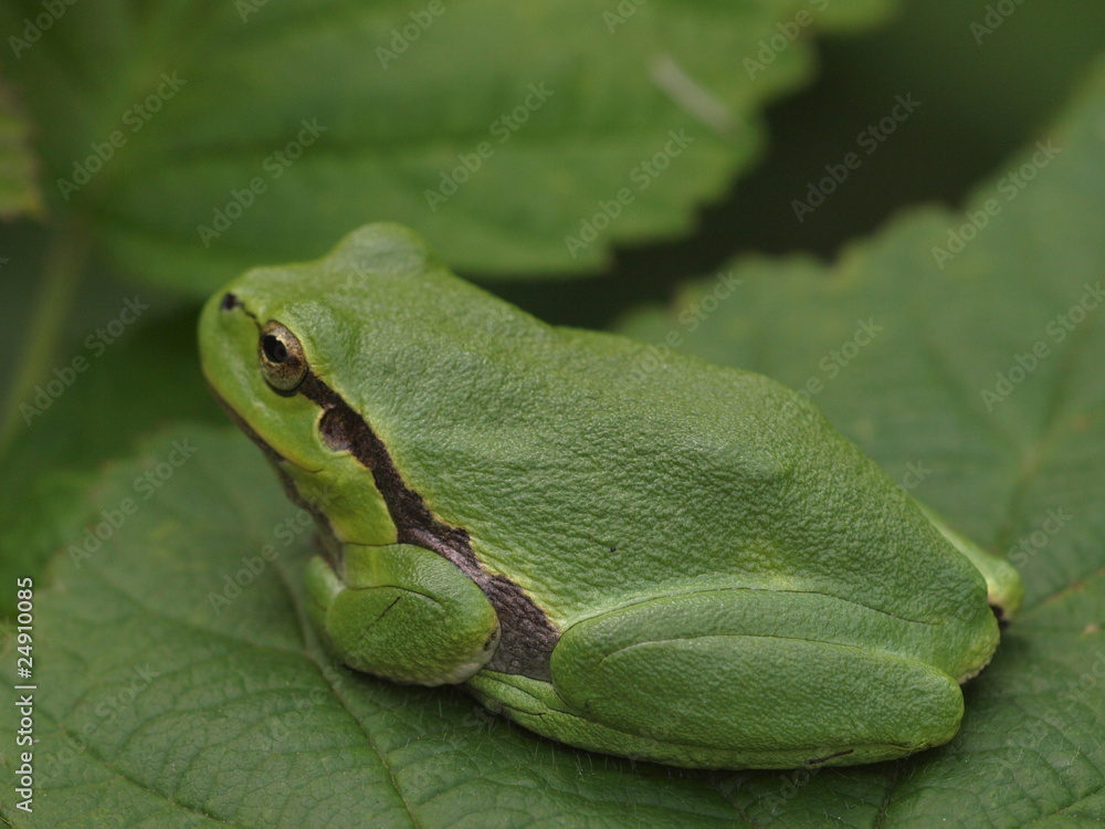 Naklejka premium Laubfrosch