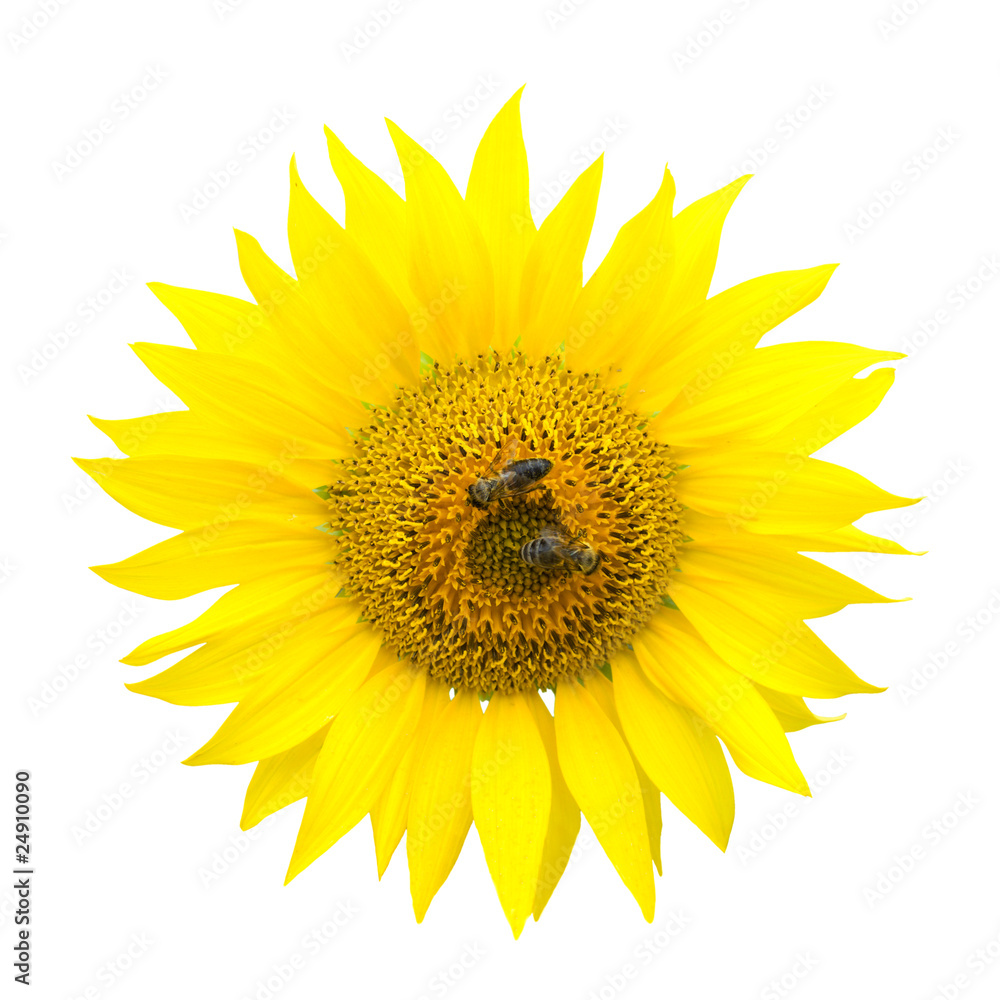 Fototapeta premium Two bees on a sunflower