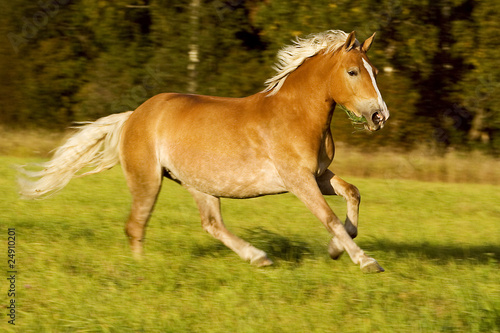 Running Horse © foryouinf