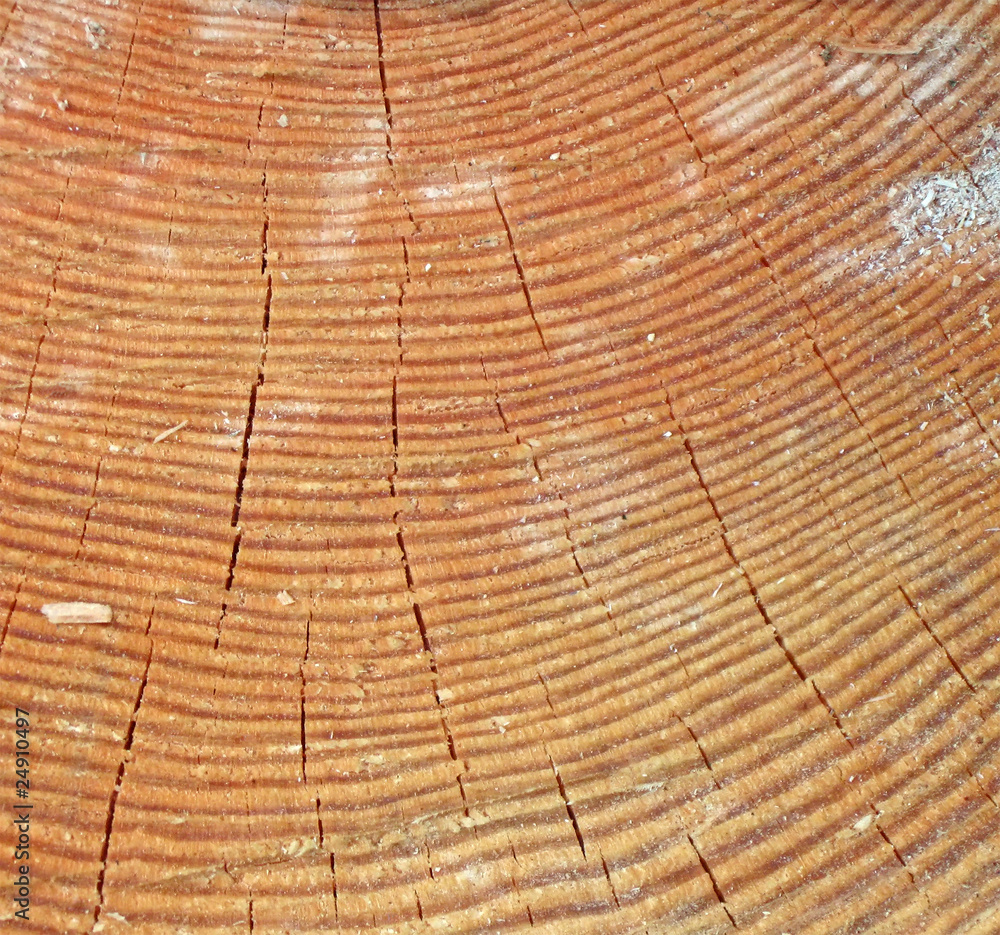 Naklejka premium closeup wooden texture, aged pinetree concept
