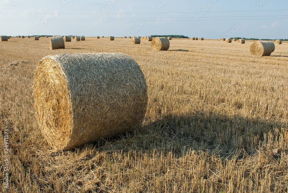 straw on the field