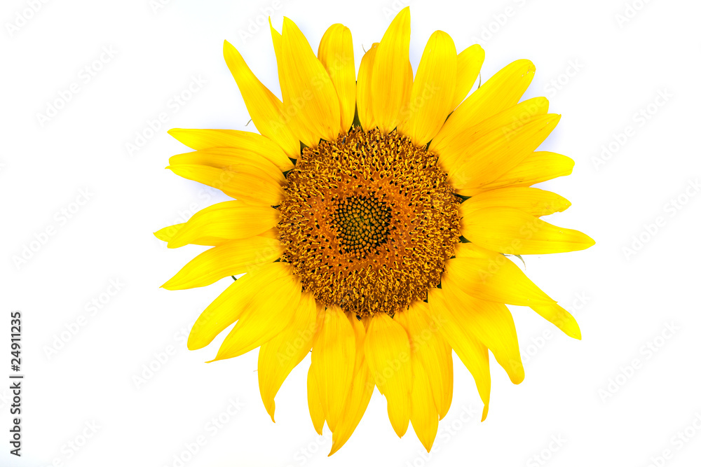 Fototapeta premium The beautiful sunflowe