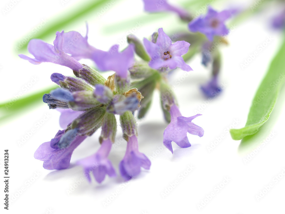 Lavandula officinalis on white background Lavandula officinalis on white background