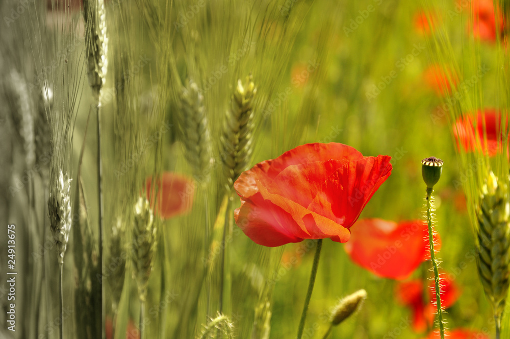 Obraz premium Coquelicots dans champ de blé