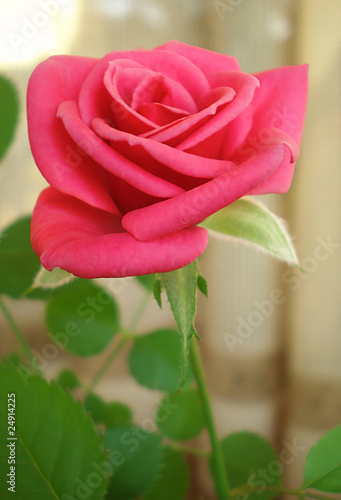 Photos pink rose