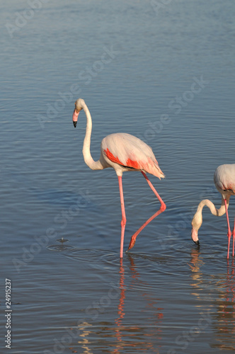 Flamants roses