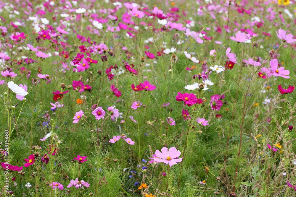 Naklejka premium prés fleuri