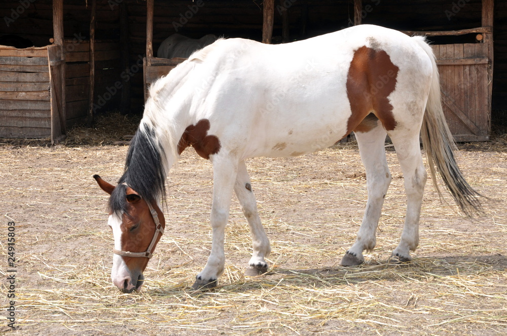 White and brown horse