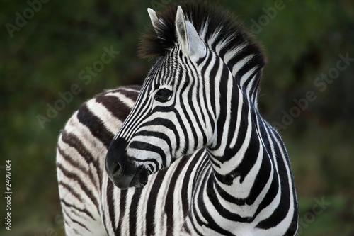 Zebra Portrait