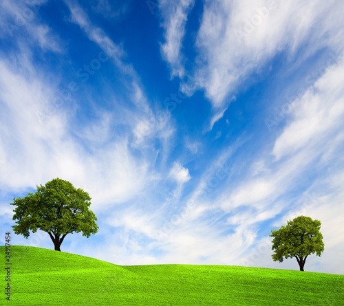 Oak tree on green field