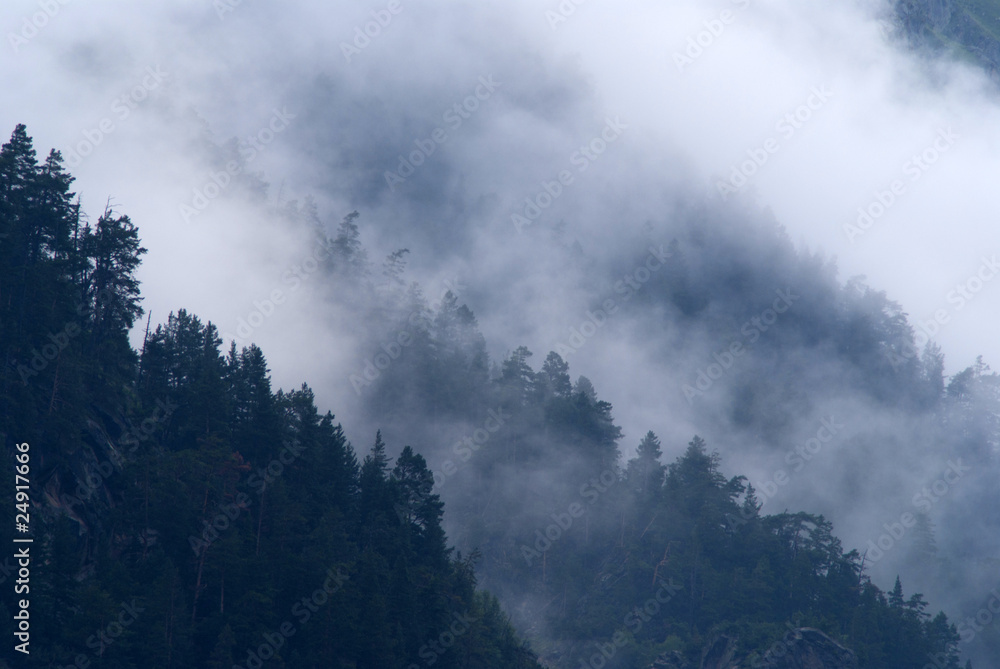 Clouds in the forest