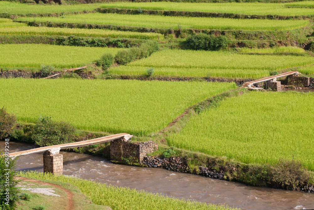 Paddy field terraces with small bridges and river in Madagascar