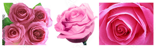 Pink Roses collage