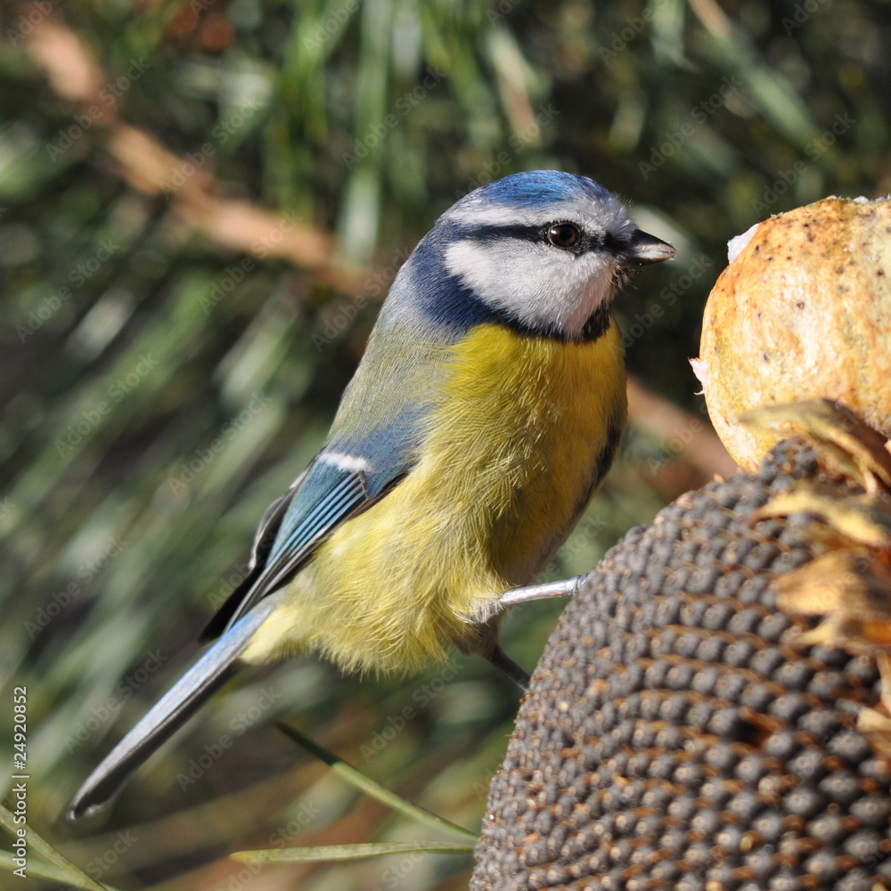 Obraz premium blue tit with seed
