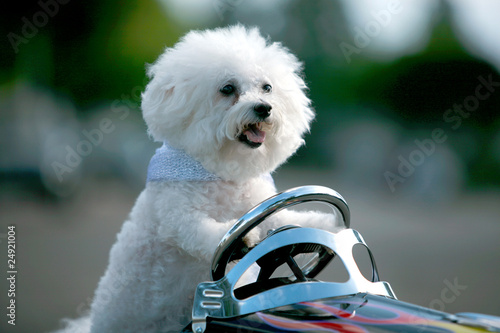 Fifi the Bichon Frise always obeys the traffic laws