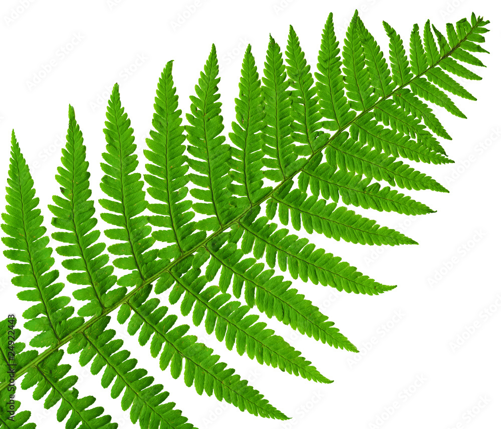 leaf fern isolated close up leaf fern isolated close up