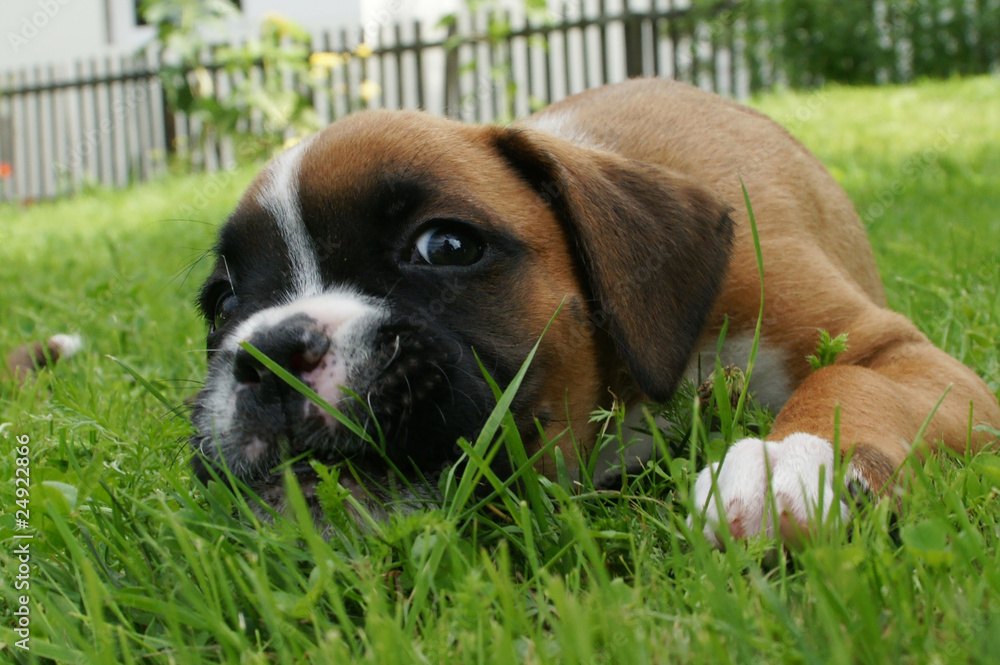 Fototapeta premium Deutscher Boxer Welpe