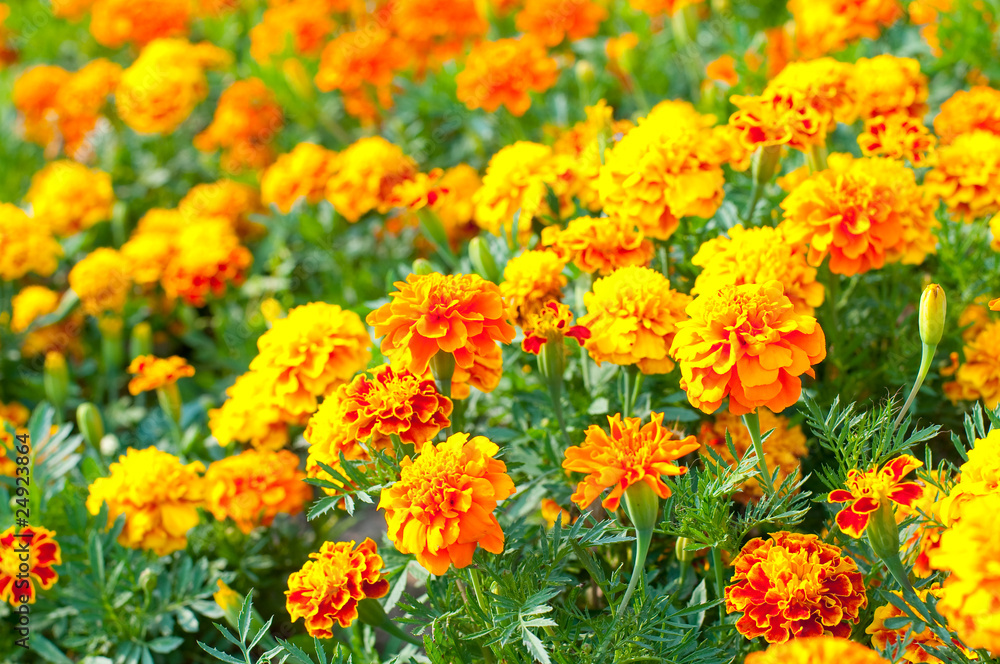 French marigold