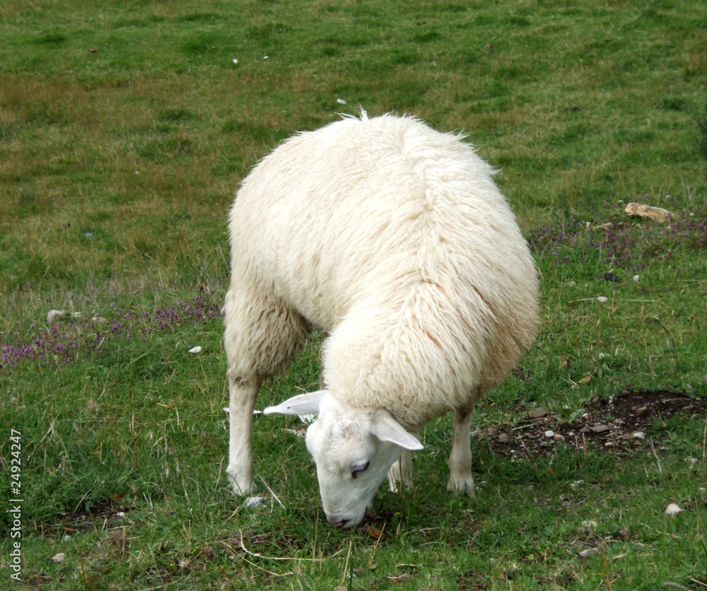 Obraz premium Weisses Schaf