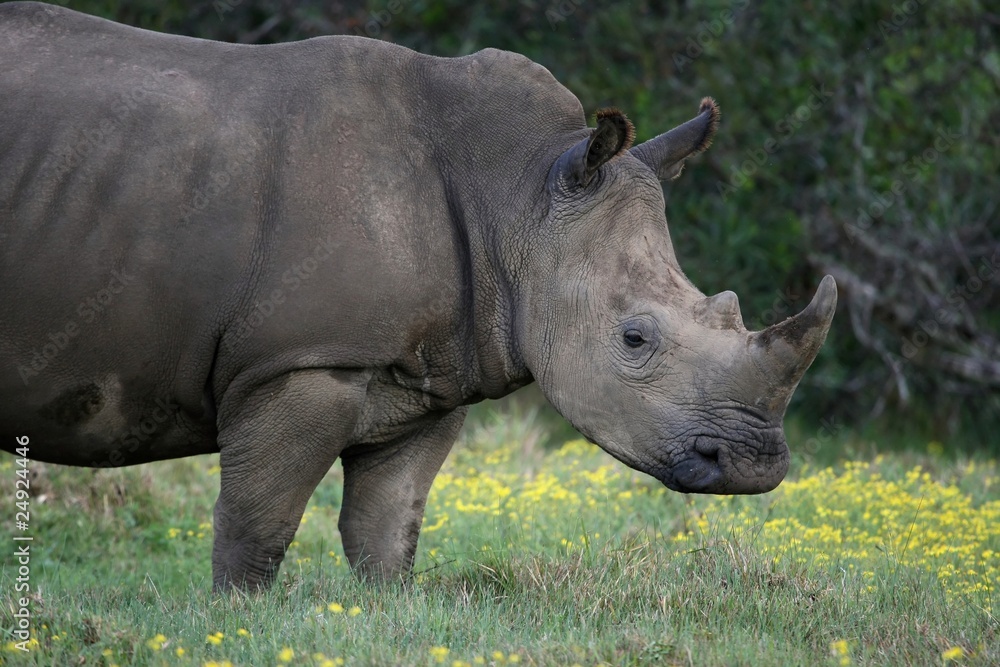 Naklejka premium White Rhino Portrait