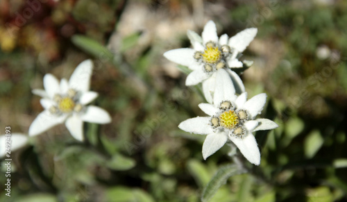 3 Edelweiss