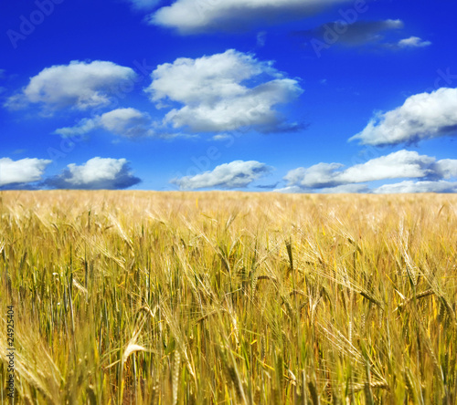 wheat and sky