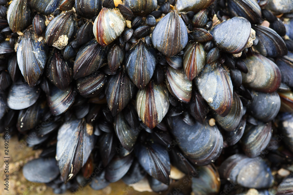 moule coquillage coquille crustacé rocher mer océan accrocher Stock Photo |  Adobe Stock