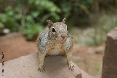 Eichhörnchen © benjaminschlegel