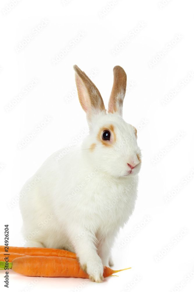 Obraz premium Bunny with carrots