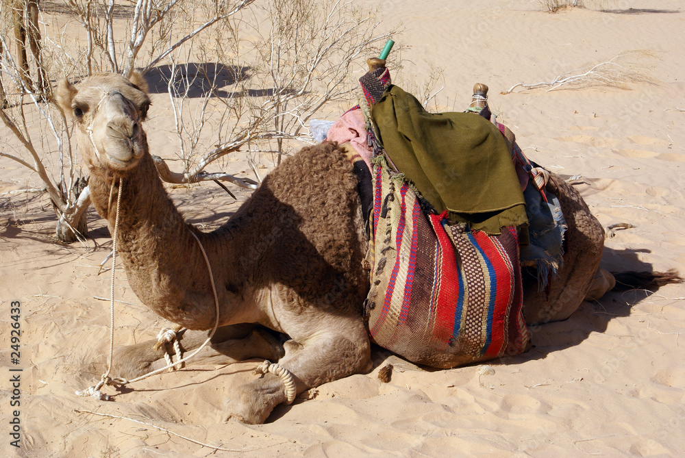 Fototapeta premium Big camel