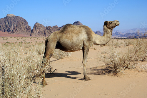 Wadi Rum