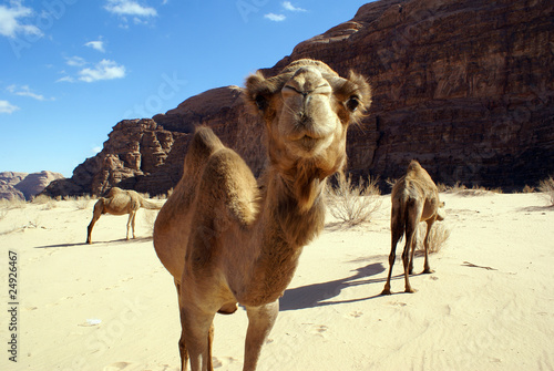 Camels © Valery Shanin