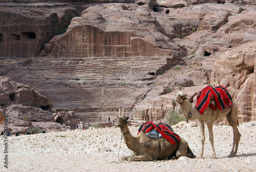 Camels photo