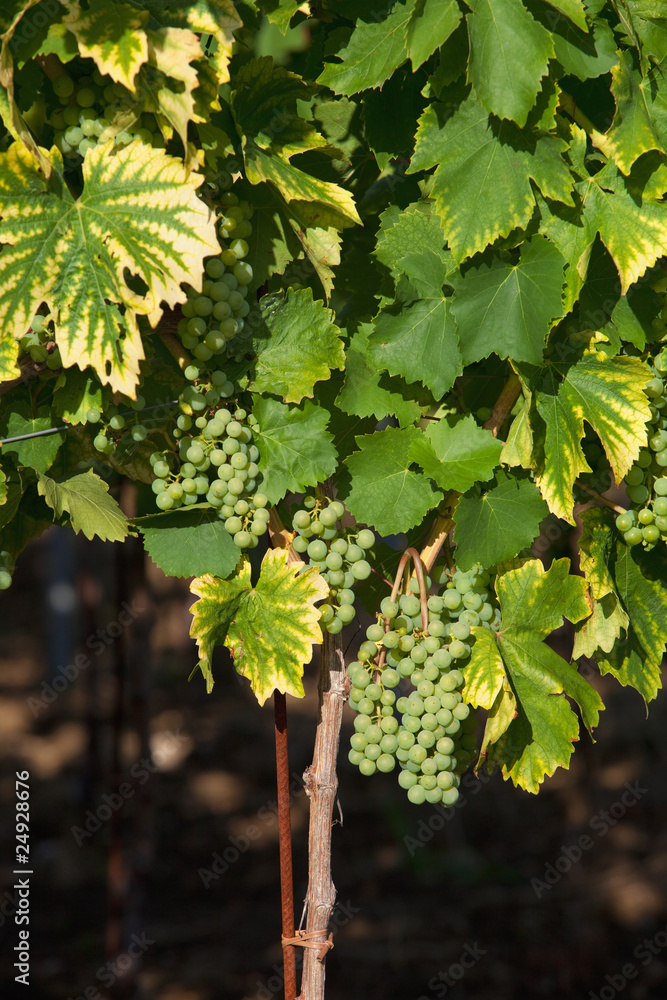 wine grapes wine grapes
