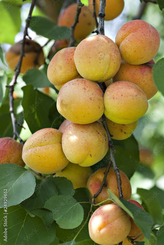 Fresh ripe apricots Fresh ripe apricots