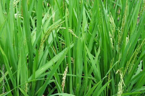 Closeup Of Rice Stalks In A Paddy Field