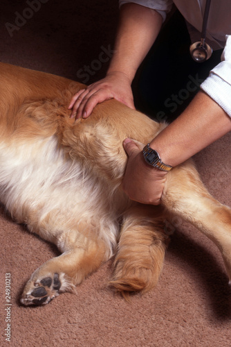 palpation de la patte d'un chien de race golden retriever