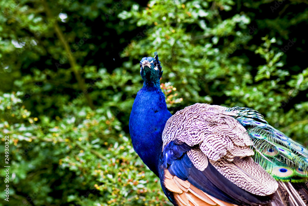 Obraz premium Peacock