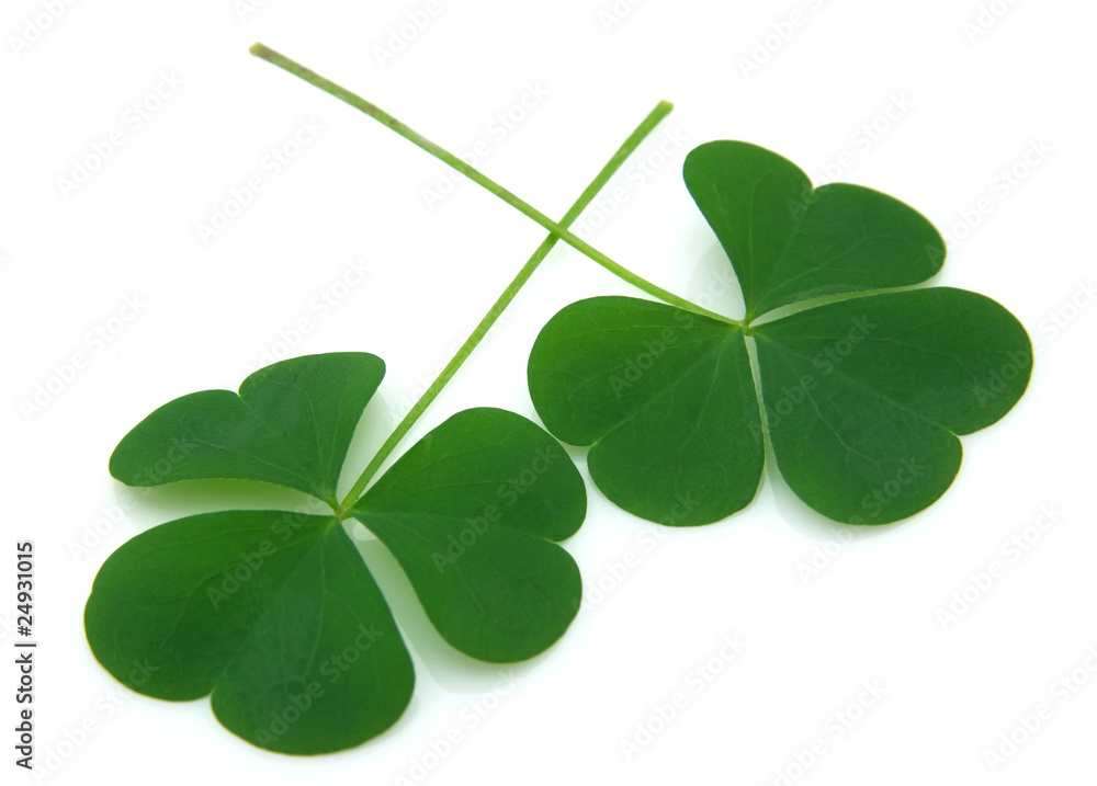 Obraz premium Clover on good luck