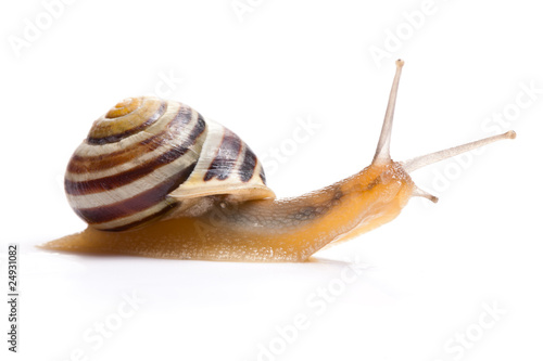 the garden snail